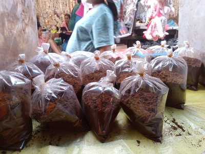 Kopi Robusta
